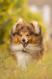 Leslie Leda Photography LLC - Photo 4 - Car repair in , Jersey City