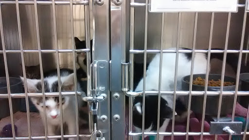 Pet Supply Store «PetSmart», reviews and photos, 1421 Carl D Silver Parkway, Fredericksburg, VA 22401, USA