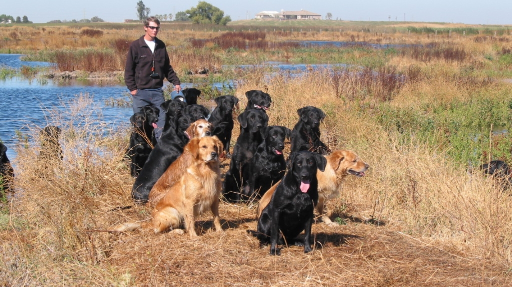 Royal Gundogs