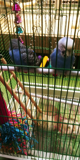 Pet Store «Pets World», reviews and photos, 147 Bridge St, Weymouth, MA 02191, USA