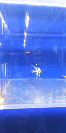 Pet Store «The Pet Zone», reviews and photos, 20 W Oak St, Pittston, PA 18640, USA