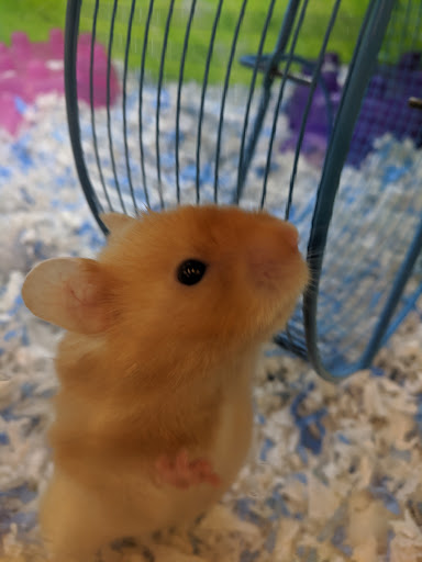 Places to buy a hamster in Columbus