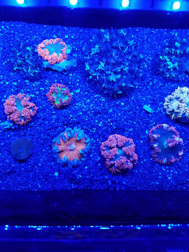 Pet Store «Hooked On Fish And Corals», reviews and photos, 2576 W 84th St, Hialeah, FL 33016, USA