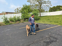 Dog Training Now - Photo 7 - Car repair in Hoffman Estates, IL, Elgin
