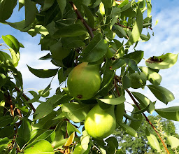 GBV Kultur von 1950 e.V. - Kennziffer 730 photo
