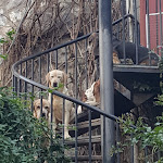 Photo n°1 de l'avis de Giulia.i fait le 10/11/2019 à 11:36 sur le  le Rapalline à Albenga