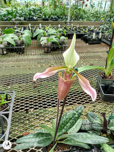 Florist «Little Brook Orchids», reviews and photos, 25 Rider Ave, Lancaster, PA 17603, USA