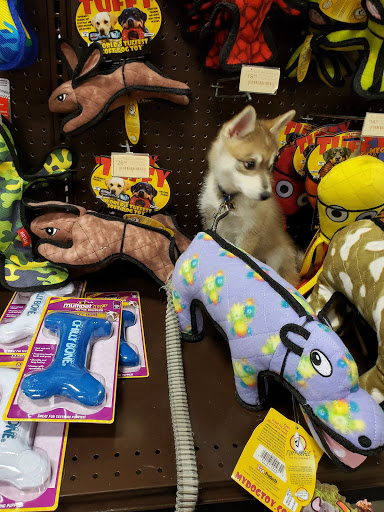Pet Supply Store «Premier Pet Supply», reviews and photos, 63 W Auburn Rd, Rochester Hills, MI 48307, USA