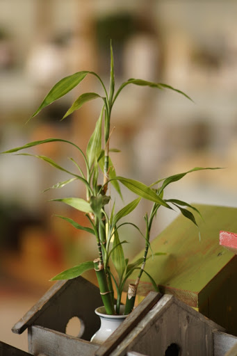 Florist «Plumeria Botanical Boutique», reviews and photos, 1364 W Michigan Ave, Battle Creek, MI 49037, USA