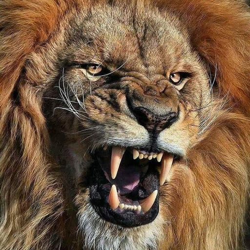 Park «Miramar Regional Park», reviews and photos, 16801 Miramar Pkwy, Miramar, FL 33027, USA