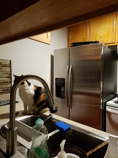 Plumber «Comet Plumbing & Sewer Co.», reviews and photos, 1250 Oakmead Pkwy #210, Sunnyvale, CA 94085, USA