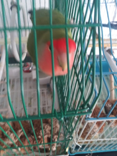 Pet Store «El Palomar Pet Shop Inc», reviews and photos, 4712 W Flagler St, Coral Gables, FL 33134, USA