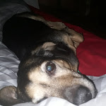 Photo n°1 de l'avis de Falko.� fait le 31/03/2018 à 06:50 sur le  Gaststätte Bräustübel à Ehrenfriedersdorf