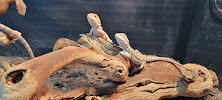 Show Me Reptile Shop RI - Photo 8 - Car repair in Warwick, RI, Providence