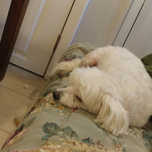 Pet Supply Store «Pet Supplies Plus», reviews and photos, 625 Southern Artery, Quincy, MA 02169, USA