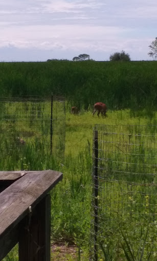 Nature Preserve «Times Beach Nature Preserve», reviews and photos, Coast Guard Station S Rd, Buffalo, NY 14203, USA