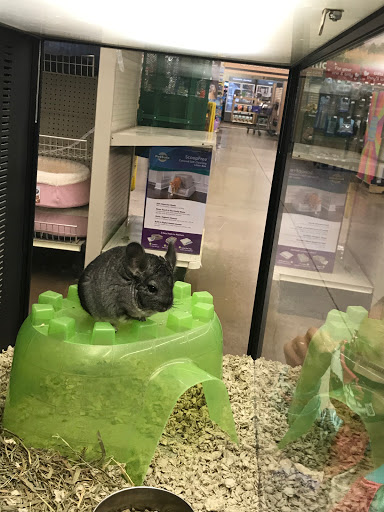 Pet Supply Store «PetSmart», reviews and photos, 160 Wadsworth Blvd, Lakewood, CO 80226, USA