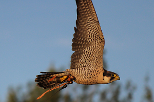 North Devon Falconry image