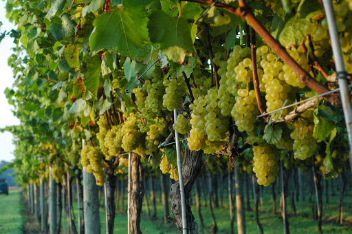 Vineyard «Chatham Vineyards & Winery», reviews and photos, 9232 Chatham Rd, Machipongo, VA 23405, USA