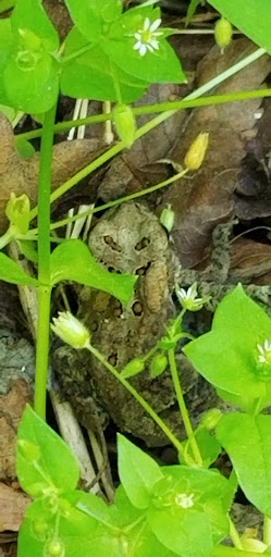 Park «Hocker Park», reviews and photos, Blue Mountain Pkwy, Harrisburg, PA 17112, USA