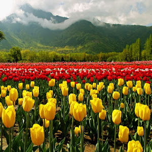 Srinagar Taxi Operators Pvt Ltd photo