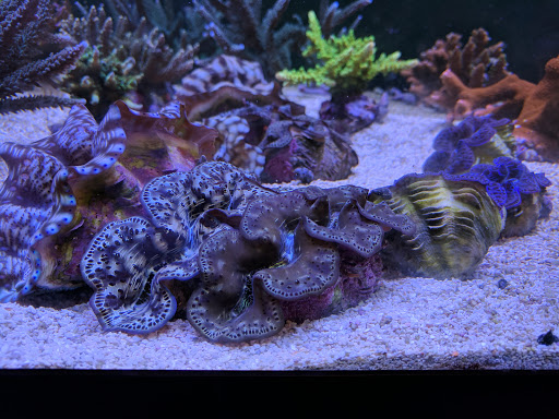Tropical Fish Store «All Things Aquariums», reviews and photos, 30789 SW Boones Ferry Rd k, Wilsonville, OR 97070, USA