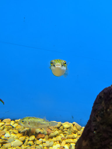 Pet Supply Store «Petco Animal Supplies», reviews and photos, 30697 US Hwy 19 N, Palm Harbor, FL 34684, USA