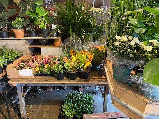 Florist «Brattle Square Florist», reviews and photos, 31 Brattle St, Cambridge, MA 02138, USA