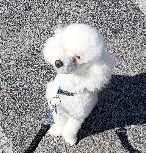 Pet Supply Store «Petco Animal Supplies», reviews and photos, 308 E Meighan Blvd, Gadsden, AL 35903, USA