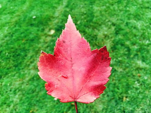 Park «Carpenter Park», reviews and photos, Carpenter Blvd, Carpentersville, IL 60110, USA