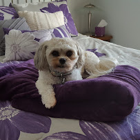 Gentle Paws Pet Grooming - Photo 4 - Car repair in Appleton, WI, Appleton