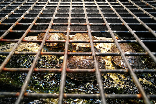 Pet Supply Store «Petco Animal Supplies», reviews and photos, 21348 Kuykendahl Rd, Spring, TX 77379, USA