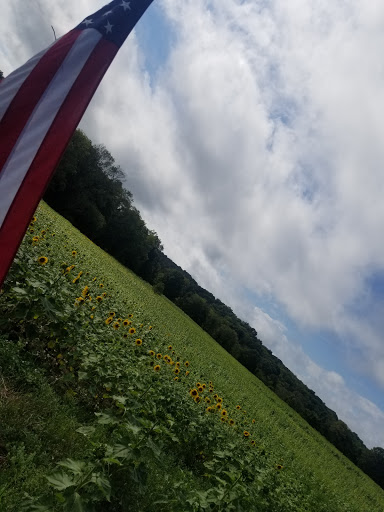 Tourist Attraction «Sussex County Sunflower Maze», reviews and photos, 101 Co Rd 645, Sandyston, NJ 07826, USA