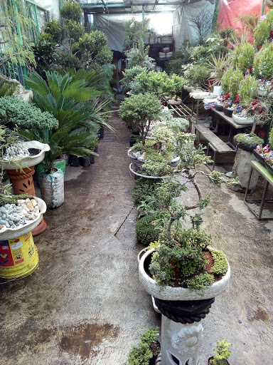 Mercado De Plantas Cuemanco
