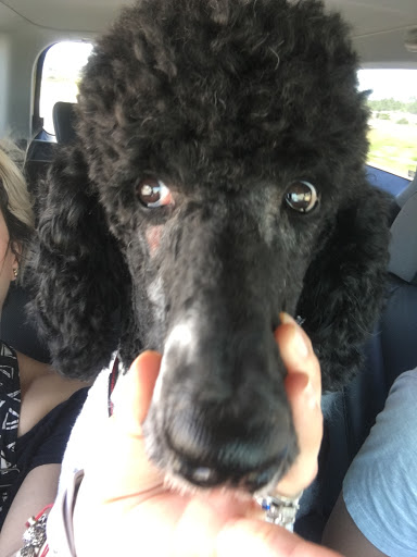 Pet Store «Petsense Enterprise», reviews and photos, 621 Boll Weevil Cir, Enterprise, AL 36330, USA