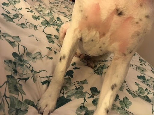 Pet Supply Store «PetSmart», reviews and photos, 4654 Milestone Ln, Castle Rock, CO 80104, USA