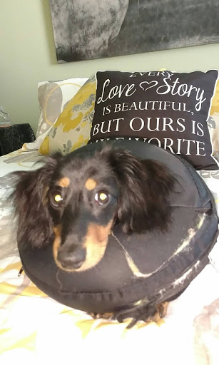 Pet Supply Store «PetSmart», reviews and photos, 534 US-441, Lady Lake, FL 32159, USA