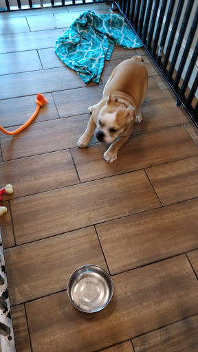 Pet Store «Charm City Puppies», reviews and photos, 8205 Snowden River Pkwy, Columbia, MD 21045, USA