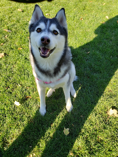 Park «Sewallcrest Park», reviews and photos, SE 31st Ave & Market St, Portland, OR 97214, USA