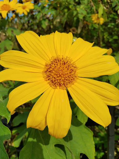 Golf Course «Granada Golf Course», reviews and photos, 2001 Granada Blvd, Coral Gables, FL 33134, USA