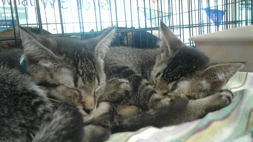 Pet Supply Store «PetSmart», reviews and photos, 5226 S College Rd, Wilmington, NC 28412, USA