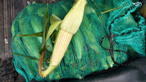 Produce Market «Stella Farms», reviews and photos, 459 Berlin New Freedom Rd, Berlin, NJ 08009, USA