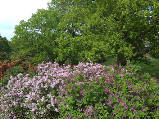 Park «Holcombe Rucker Park», reviews and photos, 280 W 155th St, New York, NY 10039, USA