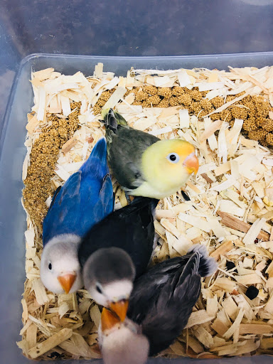 Pet Store «Pet World - Auburndale», reviews and photos, 3637 Havendale Blvd, Auburndale, FL 33823, USA