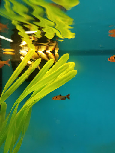 Pet Supply Store «Petco Animal Supplies», reviews and photos, 3637 2700 W, West Valley City, UT 84119, USA