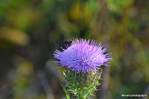 Nature Preserve «Green Swamp Wilderness Preserve», reviews and photos, 28057 FL-471, Webster, FL 33597, USA