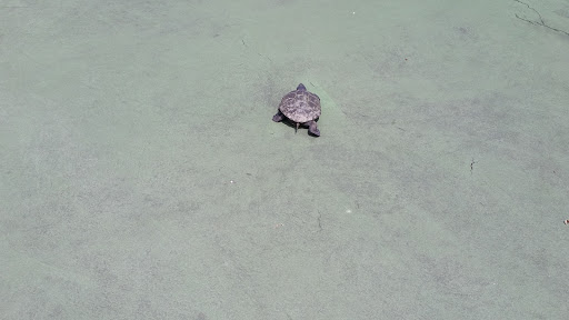 Park «Albert I. Allen Memorial Park», reviews and photos, 2200 Delware Ave, North Wildwood, NJ 08260, USA