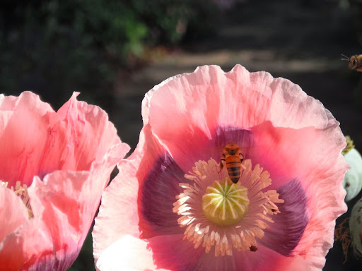 Winery «Honeygirl Meadery», reviews and photos, 105 Hood St #6, Durham, NC 27701, USA