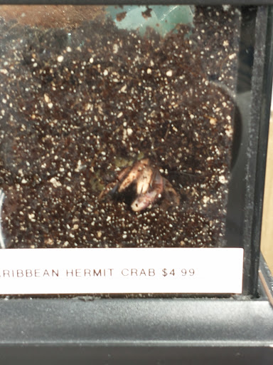 Pet Store «Bluewater Zoo Exotic Aquariums & Reptiles», reviews and photos, 159 Miracle Strip Pkwy SE, Fort Walton Beach, FL 32548, USA