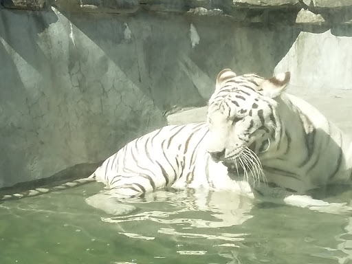 Zoo «Cougar Mountain Zoo», reviews and photos, 19525 SE 54th St, Issaquah, WA 98027, USA